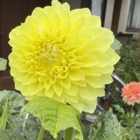 ダリア,ビタミンカラー,庭の花と木の画像
