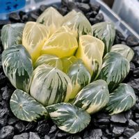 ハオルチア　富岳,ハオルチア属,多肉ちゃん,ボタニカルライフ,ベランダーの画像