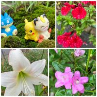 アマリリス,ガガイモ,ガガイモ,サザンクロス,サルビアミラージュの画像