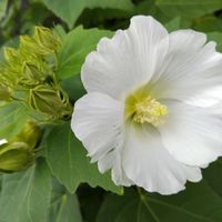 フヨウの画像