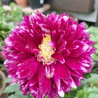 ダリア,季節の花,記録pic,庭の画像