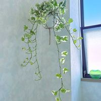 ポトス,ポトス・エンジョイ,観葉植物,斑入り。,吊り鉢の画像