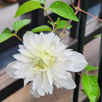 トケイソウ,クレマチス　花園,ルドベキア ポニースピリット,かわいい,屋上ガーデンの画像