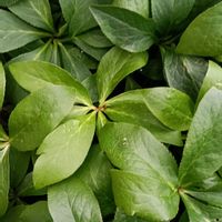 花のある暮らし, クリスマスローズ, クリスマスローズ,幸せな時間,四季を感じるの画像