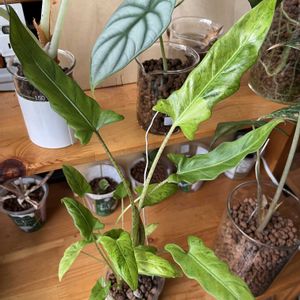 サトイモ科,アロカシア,アロカシア,観葉植物,ハイドロカルチャーの画像