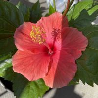 ハイビスカス,ペチュニア,挿し木,お花のある生活,たこ焼きの画像