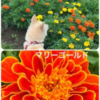 アサガオ,マリーゴールド,落花生,ゴボウ,落花生の花の画像