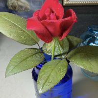 ジョンウォータラー,バラ、薔薇、ばら,鉢植え,マイガーデン,綺麗✨の画像