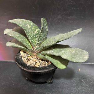 多肉植物,観葉植物,ガステリア属,珍奇植物,ビザールプランツの画像