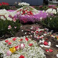 チューリップ,芝桜の画像
