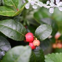 チェッカーベリー,チェッカーベリーの花,チェッカーベリーの実の画像