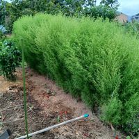 コキア,コキア(ホウキグサ),花オクラ,ナツズイセン（夏水仙）,ナツズイセン（夏水仙）の画像