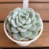 エケベリア,ミックスベリア 雲の花,多肉植物,鉢植え,エケベリア属の画像