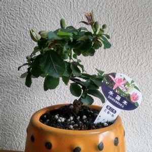睡蓮木,ミニ盆栽,ミッチの会の画像