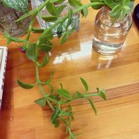 ハナツルソウ。,多肉植物,水栽培の画像