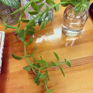 ハナツルソウ。,多肉植物,水栽培の画像