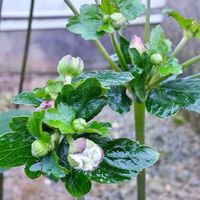 リナリア,秋明菊(しゅうめいぎく),花のある暮らし♡,おうち園芸,金曜日の蕾たちの画像