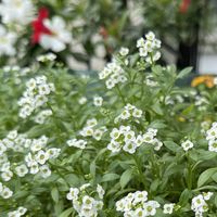 アリッサム,今日の１枚,花のあるくらし,ふふの家,小さな庭の画像