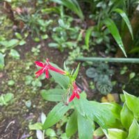 ベニバナサワギキョウの画像