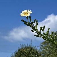 オトコエシ,ホヤ・カルノーサ,アベリア,アゲハチョウ,クサギの画像