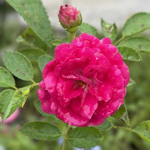ミニバラ・スイートチャリオット,ガーデニング,花のある暮らし,ナチュラルスタイル,薔薇のある暮らし♡の画像