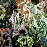 コウモリラン,ビカクシダ,世界平和,被災地にエールを…。,こんな時こそ花をの画像