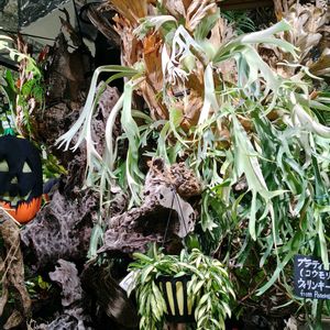 コウモリラン,ビカクシダ,世界平和,被災地にエールを…。,こんな時こそ花をの画像