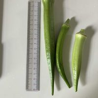 オクラ,オクラ,趣味の園芸♡,夏の庭にて,家庭菜園の画像