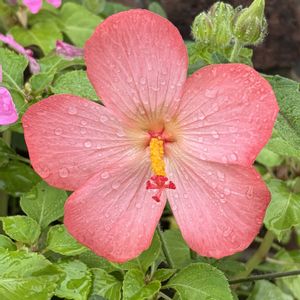 アベルモスクス(アカバナワタ),ガーデニング,花のある暮らし,ナチュラルスタイル,おうち園芸の画像