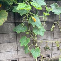 キュウリの画像