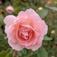月下美人,令の風,レヴリ,ラパリジエンヌ,可愛い❤の画像