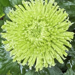 美しい花,私のお気に入り,可愛い花,素敵な花,緑色の菊の花の画像