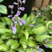 ギボウシ（ホスタ）,ハシカンボク,小さな花,可愛い,山野草の画像