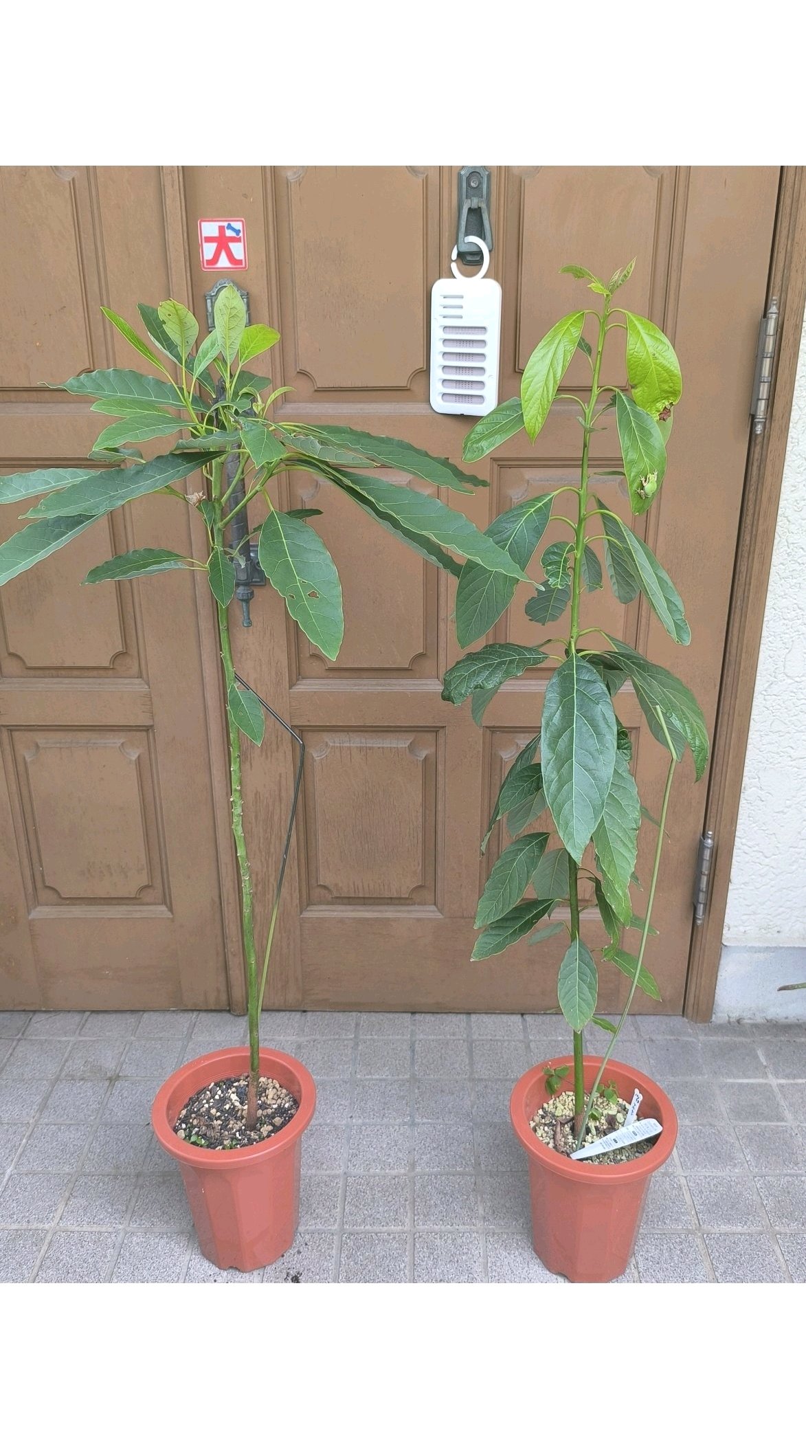 アボカド栽培🥑その2 2021年7月〜｜🍀GreenSnap（グリーンスナップ）