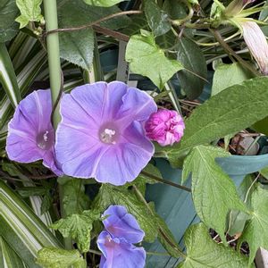 アサガオ,可愛い,癒し,花のある暮らし,緑のある暮らしの画像