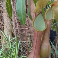 ビカクシダ,食虫植物ウツボカズラ,お出掛け先,ハーブ庭園旅日記　河口湖庭園,しぞーか勢の画像