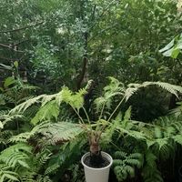 ヘゴ,サイカス クリビコーラ,シダ植物,ソテツ類,サイカスの画像
