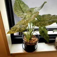 アロカシア,アロカシア•オドラ•バリエガータ,観葉植物,シマムラ園芸,アロカシア オドラ ヴァリエガタの画像