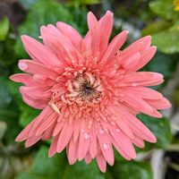 ガーベラ,鉢植え,お花のある暮らし,小さな庭の画像