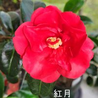 ツバキ,リグラリア,姫小菊,リグラリア `ブリットマリークロフォード’,椿   紅月の画像