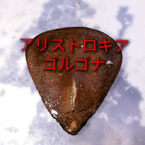 アリストロキア,かわいい,実生,種子から育てる,種子の画像