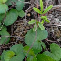 アサガオ,オキザリス,鉢植え,花のある暮らしの画像