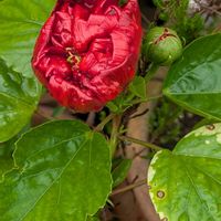 鉢植え,大好きな花,花のある生活,自宅の花,可愛い花の画像
