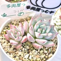 エケベリア ラレガ,成長記録 ラレガ,神奈川タニラー,多肉男子,バルコニー/ベランダの画像