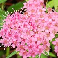 シモツケ の画像
