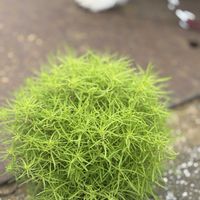 コキア,零れ種のコキア,散歩道,犬のいる暮らし,ワンワン祭りの画像