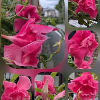 フヨウ,マンデビラ,ランタナ,八重咲き♡,酔芙蓉（すいふよう）の画像