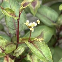 キンカン,ペルシカリア レッドドラゴン,大実金柑 福寿の画像