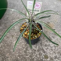 多肉植物,塊根植物,ダイソー,パキポディウム属,パキポディウム　ラメリーの画像