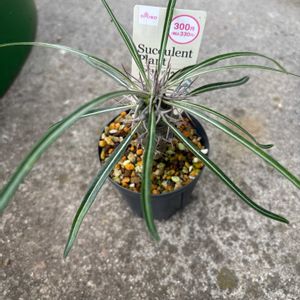 多肉植物,塊根植物,ダイソー,パキポディウム属,パキポディウム　ラメリーの画像